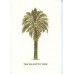 Palmetto Tree Post Cards Natural White