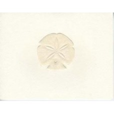 Sand Dollar, Peach Embossed