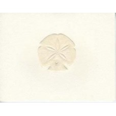 Sand Dollar, Peach Embossed